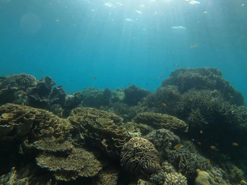 Rainforests, Reefs, and Reels: Which Online Casinos Are Actually Funding Conservation—and How to Tell